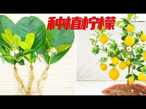 果农教你如何在家种植柠檬，操作简单，一学就会，赶快试试吧