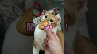 大蒜麵包嗎？#貓咪日常  #貓咪的迷惑行為  #cat  #catvideos  #catlover  #pets  #可愛い猫  #可愛貓咪 #雞腿 #橘貓 #貓