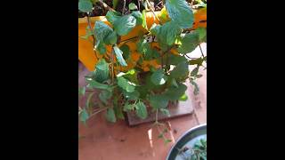 Pudina from my home gardening #pudina #pudinaplant #homegardening #homegarden #mint #pudinarecipes