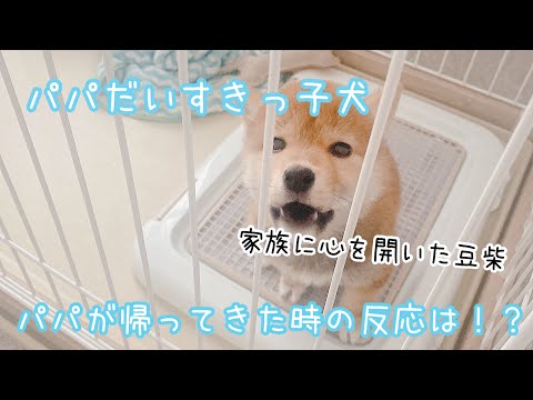 パパの帰りを待つ子犬｜パパに会えた時の反応｜生後3ヶ月豆柴ちゃん♪｜