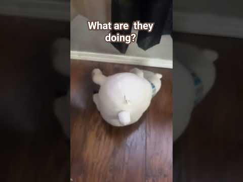 what are they doing #funny #meme #viral            By Fabian