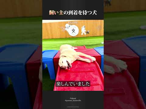 飼い主の到着を待つ犬