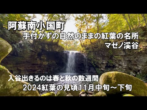 【秘境を訪ねる】年２回春と秋の数週間のみ一般解放される秘境　南小国町マゼノ渓谷　紅葉の名所　色付き始めの渓谷を歩く　2024年見頃11月中旬以降