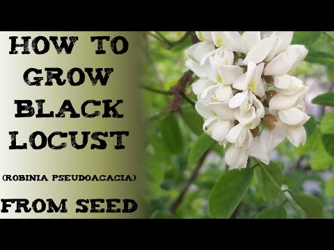 how to grow black locust(Robinia pseudoacacia) from seed रोबिनिया स्यूडो केशिया Falsa Acacia Akazie