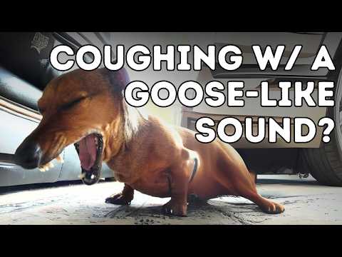 Why Is Your Dog Coughing Like He's Choking? Tracheal Collapse & Updated Holistic Remedies!