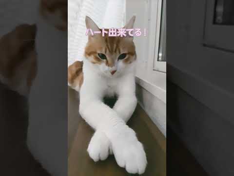 クロスの隙間にハート猫　#cutecat #猫のいる暮らし #茶トラ#funny#cute