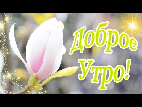 Удачного дня! Доброе Утро! Дарю тебе магнолии на счастье!