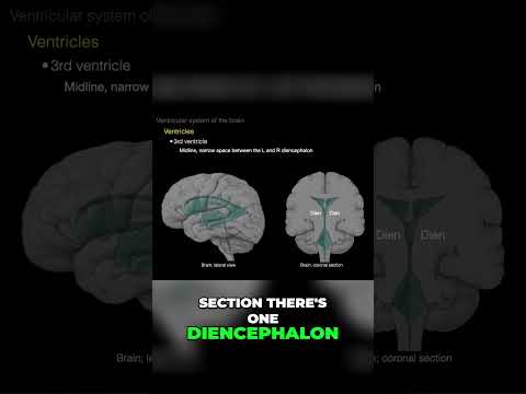 Exploring the Third Ventricle #shorts  #science #anatomy #doctor