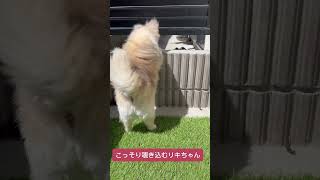 #チワワ #犬 #可愛い #もふもふ #犬好きと繋がりたい #おもしろ