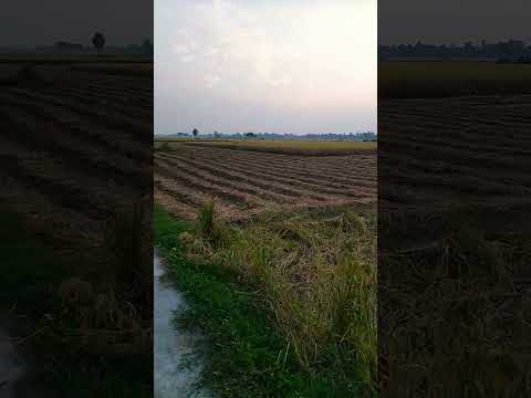 ধানক্ষেত😍😘#village#paddyfield#nature#youtubeshorts#youtubeshort#shorts#short