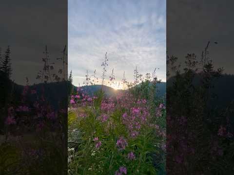 Relax. #peace #nature #summer #nature #happy #flowers #sunset #mountains #elevation #pnw #views