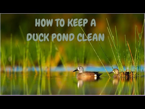 How To Keep A Duck Pond Clean