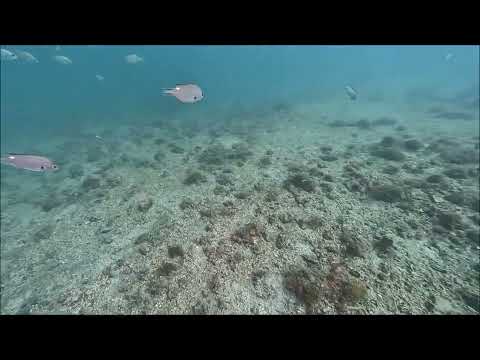 砂地のアワサンゴの群落2024.10.11山口県周防大島町「地家室海域公園」