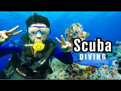 Scuba Dive in Karachi | Scuba | Charna Island | Scuba Club Karachi