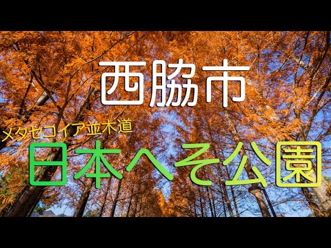 【兵庫県西脇市】日本へそ公園の絶景メタセコイア並木道/ Metasequoi Tree-lined Street in Nishiwaki, Hyogo Japan.