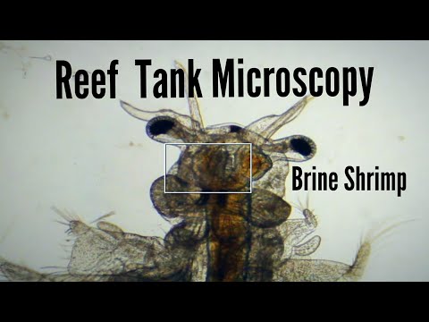 Reef Tank Microscopy - Brine Shrimp