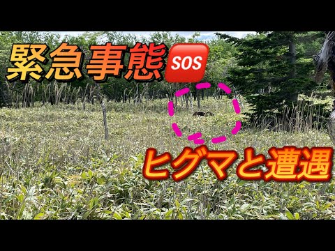 【ヒグマと遭遇!】ハプニングだらけの北海道知床旅行！