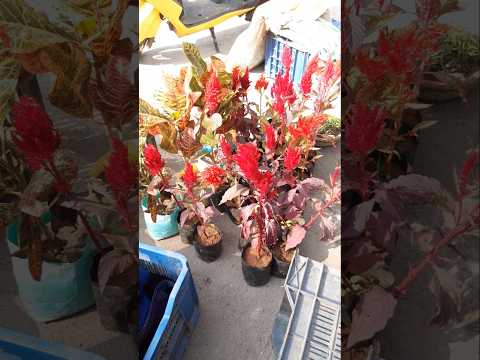 Khubshurat Najara Phoolon Ka #karigardidi   #minivlog #viralshort #subscribe  #shortsviral #Flowers