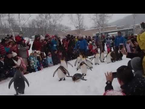 【日本北海道旅遊】北海道旭山動物園冬季限定之企鵝散步｜ペンギンの散歩