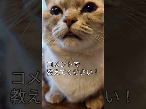 マタタビ酒乱猫「イタチ」😿#Shorts