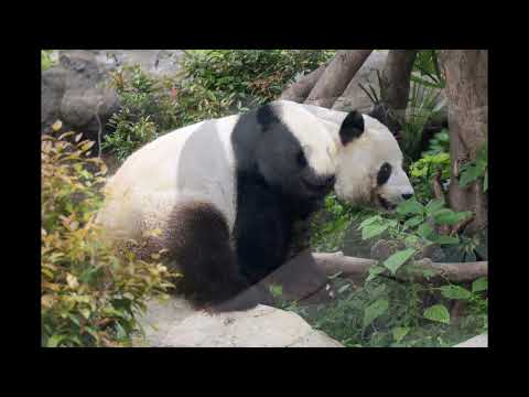 HK Ocean Park (including pictures of Panda An An) 香港海洋公園（包括熊貓安安的照片）#hkoceanpark #panda #香港海洋公園