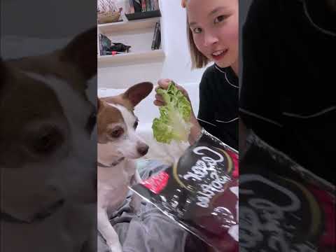 Giving my Dog Salad to See How He would React...