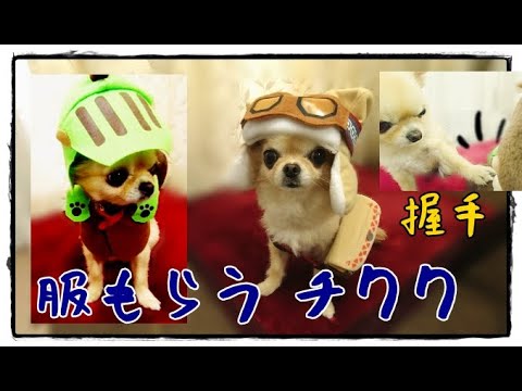 服もらいイヤイヤ握手🐾するチワワ🐶２人の新しいお友達💕Chihuahua shaking hands, getting new clothes, two new friends🌼