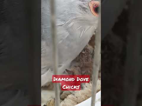 Diamond Dove chicks ‼️#bird #baby #diamonddove #chicks