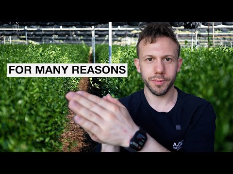 Why Farmers Don't Grow Organic Matcha (Organic Matcha Part 2)