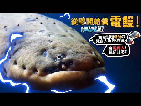 【從零開始養】電鰻!當地人冒著被電死風險吃他?跟食人魚PK誰贏?電力讓聖誕樹發光?跟鱷魚誰贏?兩條電鰻會互電嗎?【許伯簡芝】ft.新加坡河川生態園