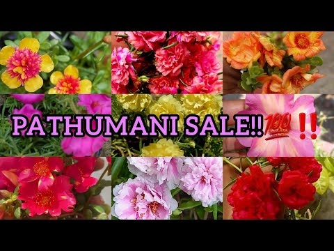 PATHUMANI SALE!!!💯‼️ |  GARDEN DREAMS