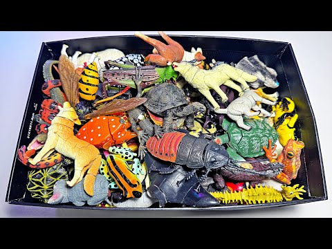 3D Sea Animals & Wild Animals Puzzles - Shark, Whale, Polar Bear, Lion, Tiger, Wolf, Cockroach