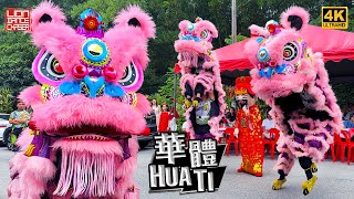 Lion Dance by Hua Ti 华体 @ Seri Kembangan 粉红萌狮 吉屋入伙 民间传统 舞狮採青 鼓乐伴奏