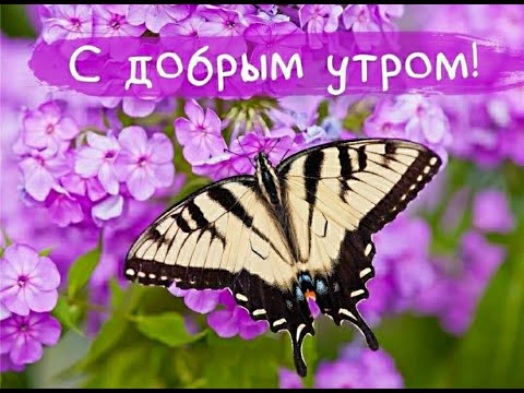 Доброе утро 🌺 Музыкальная открытка