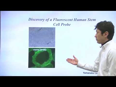 Unit 8 Part 2   Kyoto Probe 1 (KP-1) and Stem Cells