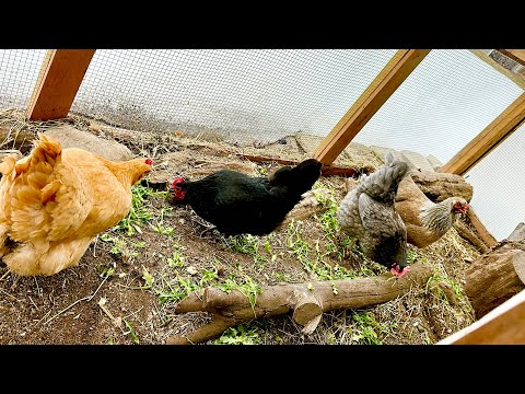 Early Spring Chicken Coop & Chicken Run Maintenance ~ part 1 ~ With Twin Cities Adventures !