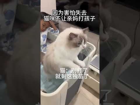 当年在我孕肚上踩一脚的猫被我赶走后，如今沦落如此地步 #布偶猫 #萌娃和萌宠