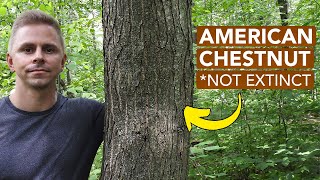 Finding Dozens Of American Chestnut Trees