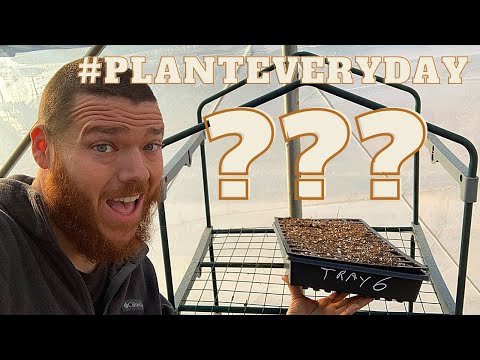 Let's Plant MARIGOLDS! #planteveryday 2021? Come on Spring!