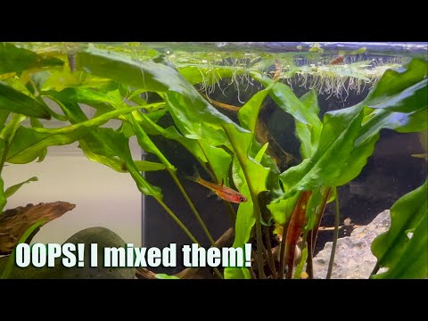 What Do I ACTUALLY Have? Merah, Chili or Dwarf Rasboras?