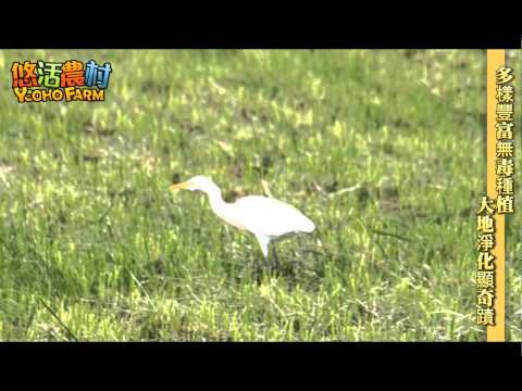 【毗耕計畫】多樣豐富無毒種植 大地淨化顯奇蹟