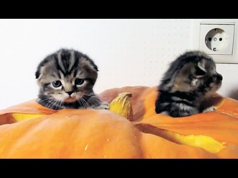 Cute Scottish Fold kittens preparing for Halloween