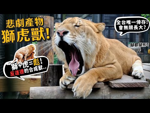 【從零開始養】獅虎獸!!台灣唯一在屏東!獅+虎=彪!會無限長大?反道德的合成獸!?全台唯一倖存!走路吃東西都很震撼!【許伯簡芝】