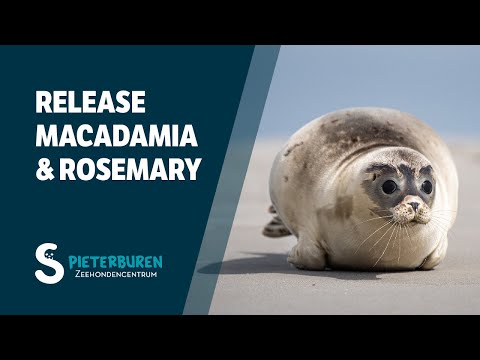 Release of Macadamia & Rosemary in the Wadden Sea!