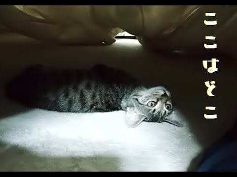 保護子猫【初めてのこたつ】