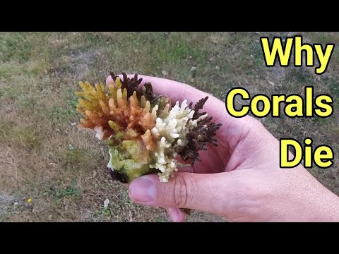 Coral Recovery Checklist | The Prestige Reef Dork Show Ep 67