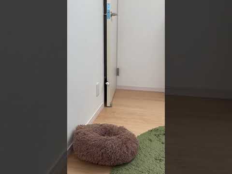 部屋に入ってくる瞬間がかわいすぎるだけの動画(親目線)ピー子ver.  #cat #shorts