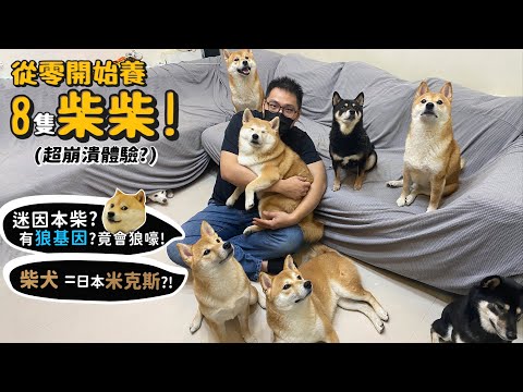 【從零開始養】柴犬!養八隻柴的崩潰體驗?迷因本柴?有狼基因會狼嚎?柴犬是日本米克斯?【許伯簡芝】