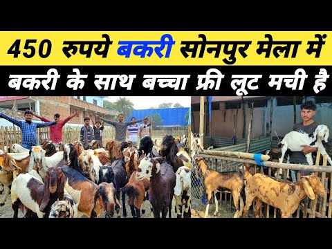 सोनपुर मेला में सबसे सस्ता बकरी यहां मिलेगा | Bakra mandi | Sonpur mela 2023