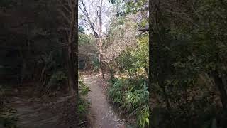 京都パワースポット日向神社伊勢神宮の遠方参拝でにぎあっていたそうです